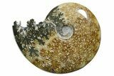 Polished Ammonite (Cleoniceras) Fossil - Madagascar #352358-1